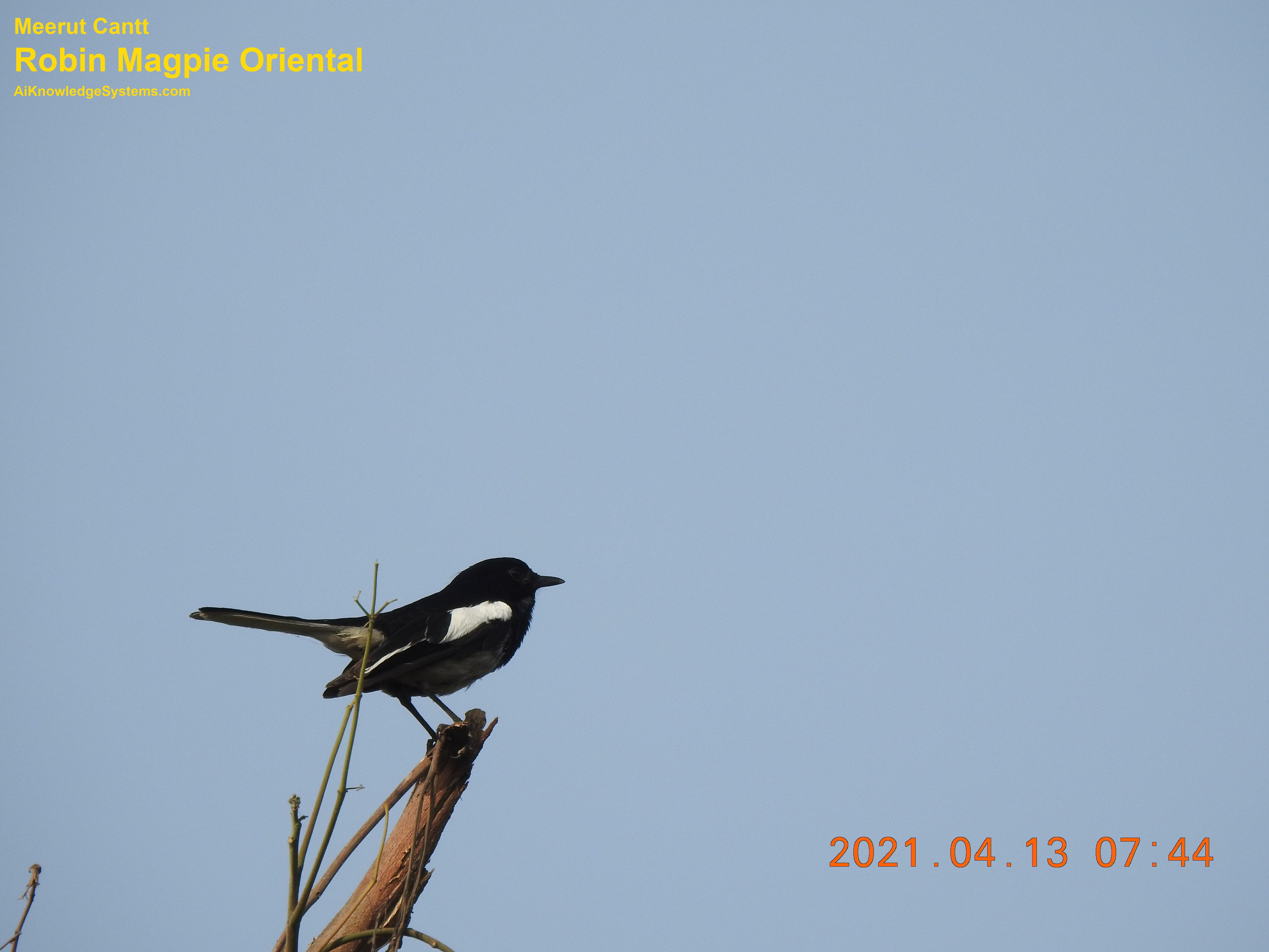 Magpie Robin (42) Coming Soon